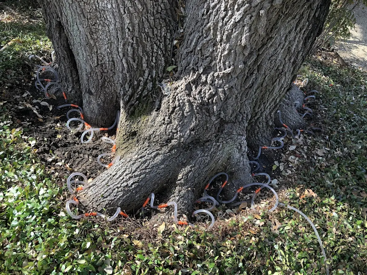 Detailed Tree Cabling and Bracing job site in El Cerrito