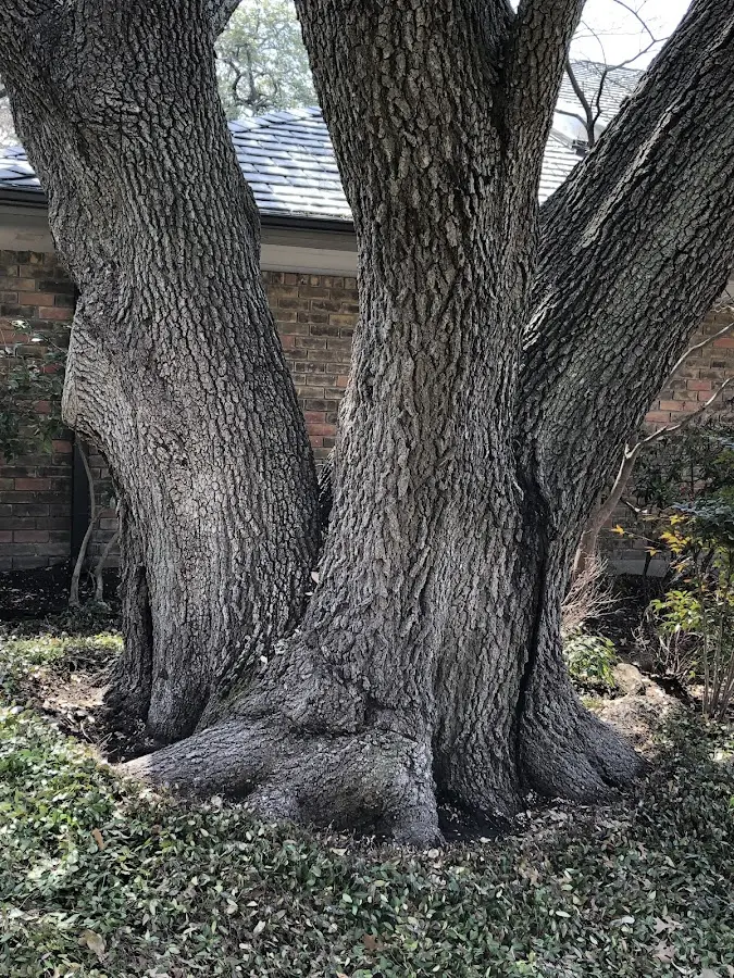 Mature heritage tree close to a El Cerrito property cared for by certified arborists